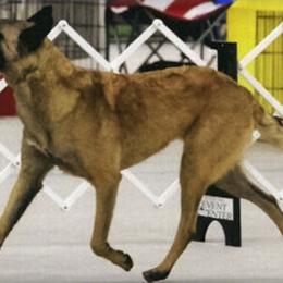 Belgian Malinois All Grown Up from Concho Belgian Malinois