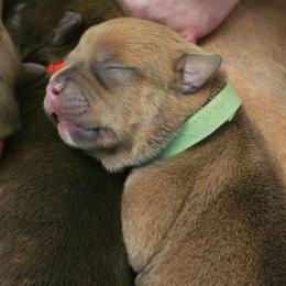 Green Collar - Blue fawn male American Bully puppy in Easton, Maryland from Night Court Bullies