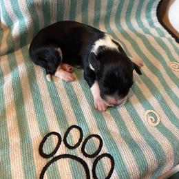 Tiny Tim - Black and white male Aussiedoodle puppy in Elk, Washington from James Ruby Farms