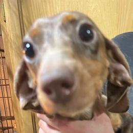 Dove - Dachshund