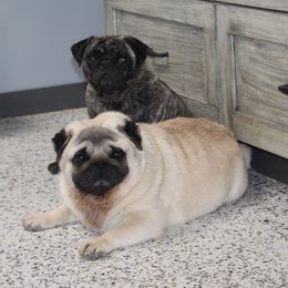 Aussiedoodles, Companion Crosses, Pomskies, and Pugs from Perfect Pugs