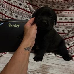 Ryder - Black male Labrador Retriever puppy in Wittmann, Arizona from AM Labradors