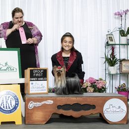 Yorkshire Terrier All Grown Up from Corazón De Cristal Yorkies