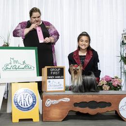 Yorkshire Terrier All Grown Up from Corazón De Cristal Yorkies