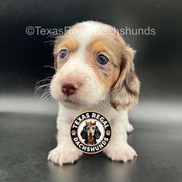 Ranger - Dapple male Dachshund puppy in Houston, Texas from Texas Regal Dachshunds LLC