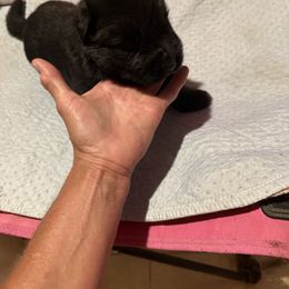 Boy 1 - Black male German Shepherd puppy in Fairdale, Kentucky from Kimberly's German Shepherds