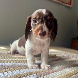 Princess Diana - Piebald female Dachshund puppy in Aiken, South Carolina from State Eight Dachshunds