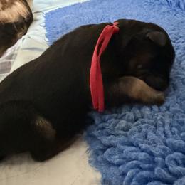 Male 1 (Red ribbon) - Black and red male German Shepherd puppy in Purcellville, Virginia from Starry Night German Shepherd Dogs