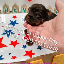 Melody ( Jazz music) - Chocolate and tan female Yorkshire Terrier puppy in Charlotte, North Carolina from Queen City Yorkies