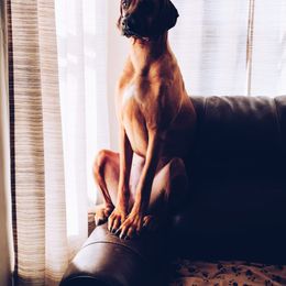 Rhodesian Ridgeback Puppies from Supernova Ridgebacks