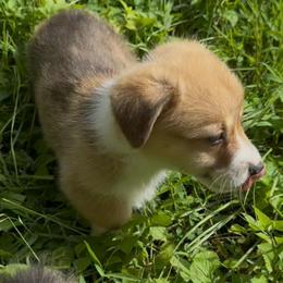 AKC Red - Red male Pembroke Welsh Corgi puppy in Summerfield, Florida from Promise Land Farm
