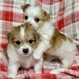 Maltese puppies from Mackey Puppies