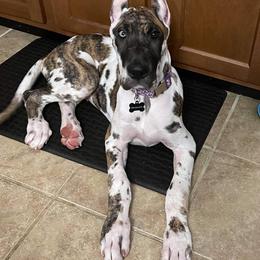 Great Dane Puppies from F&B Kennels