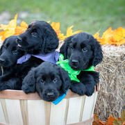 American Hairless Terrier and Flat-Coated Retriever Puppies from Inspired Flat-Coated Retrievers and American Hairless Terriers