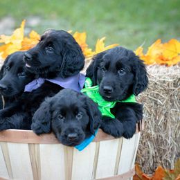 American Hairless Terrier and Flat-Coated Retriever Puppies from Inspired Flat-Coated Retrievers and American Hairless Terriers