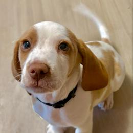 AKC Reg AKC microchipped Black Collar - Red and white male Beagle puppy in Las Vegas, Nevada from Hound Kings