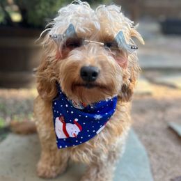 Stitch - Goldendoodle