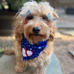Stitch - Goldendoodle