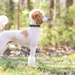 Poodles from Sweet Honey Moyen Poodles