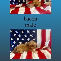 Shih Tzu Puppies from Fur Babies, LLC