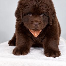 Barney Brown collar - Brown male Newfoundland puppy in Kimball Twp, Michigan from Pine River Newfoundlands