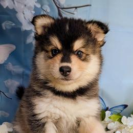 Vulcan - 2200 - Tri-color male Pomsky puppy in Spring Hill, Florida from www.PuppyTimeEmporium.com