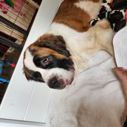 Mavis - Saint Bernard