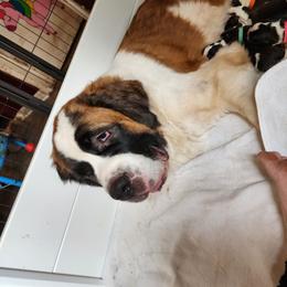 Mavis - Saint Bernard