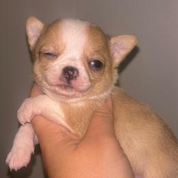 Wasabi - Merle female Chihuahua puppy in New Castle, Delaware from Sasha’s Elite Kennel LLC