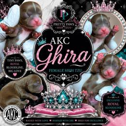 Ghira - Red female Shih Tzu puppy in Houston, Texas from Pretty Paws Shih Tzu's