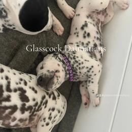 Dalmatian Puppies from Glasscock Dalmatians