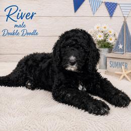 Double Doodle, Goldendoodle, and Labradoodle Puppies from Godley Doodles Of Texas