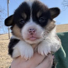 Cutie - Black and tan female Pembroke Welsh Corgi puppy in Derby, Iowa from Newton Hay & Cattle
