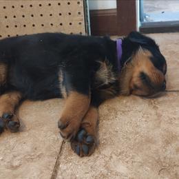 Purple - Black and mahogany female Rottweiler puppy in Fredonia, New York from AFRICAN TREASURES