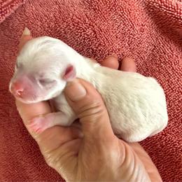 Axal - White male Chihuahua puppy in Summerfield, Florida from Uey’s Chihuahuas