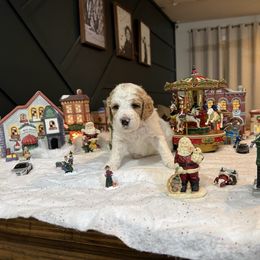 Red - Parti female Poodle puppy in Vidor, Texas from East Bunch Poodles