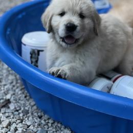 Golden Retriever Puppies from Golden Wise