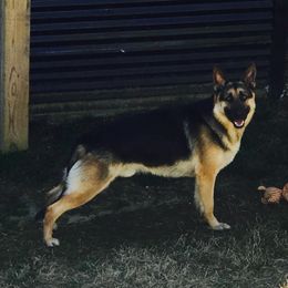 Xander - German Shepherd