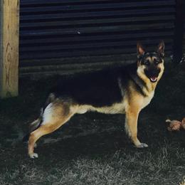 Xander - German Shepherd