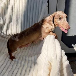 Isabella - Dachshund