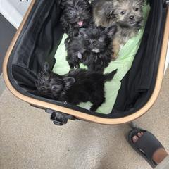 Shorkie puppies from Southern Yorkie Pies