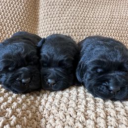 Girl 6 - Black female Labrador Retriever puppy in Beavercreek, Oregon from Grace's Labrador Retrievers