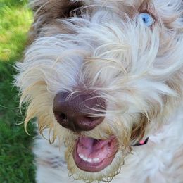 Bernedoodle and Goldendoodle All Grown Up from A.N.A. Doodles