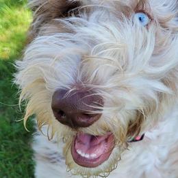 Bernedoodle and Goldendoodle All Grown Up from A.N.A. Doodles