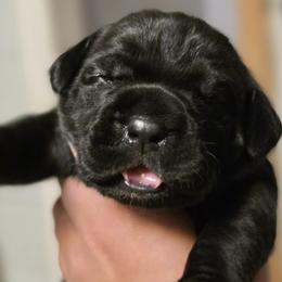 Second Pick Female - Black female Cane Corso puppy in Sault Ste Marie, Michigan from Willow Creek Cane Corsos