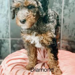 Diamond - Blue merle female Bernedoodle puppy in Pasco, Washington from Camp Doodle Woods