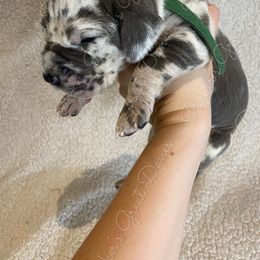 Great Dane Puppies from Parker's Great Danes