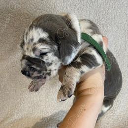 Great Dane Puppies from Parker's Great Danes