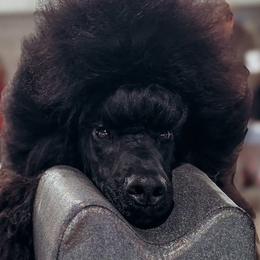 Poodles from Silhouette Poodles