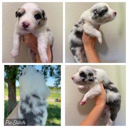 Silver - Dilute blue male Australian Shepherd puppy in Iola, Texas from MK Aussies